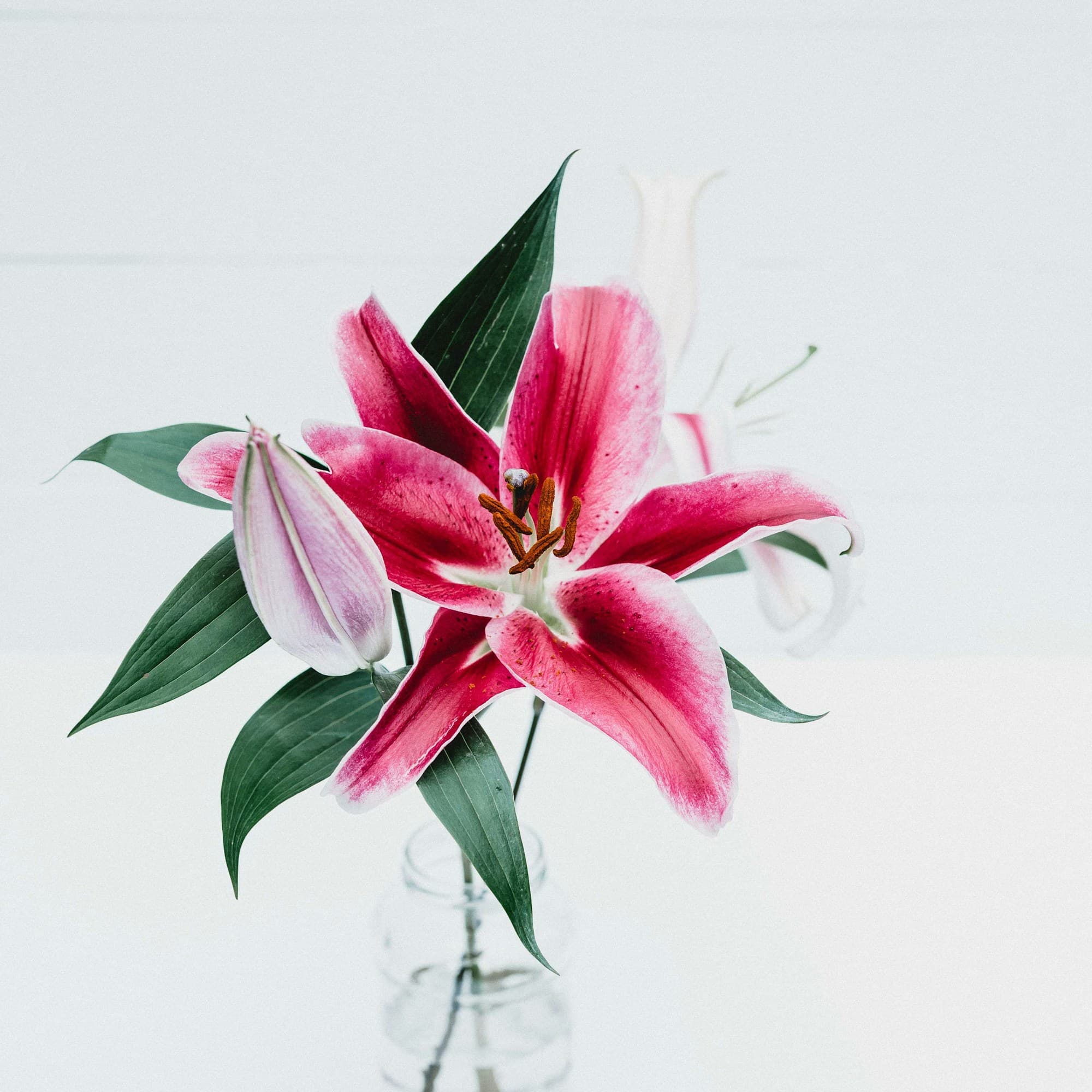 Bloemen, planten en decoratie - Susteren